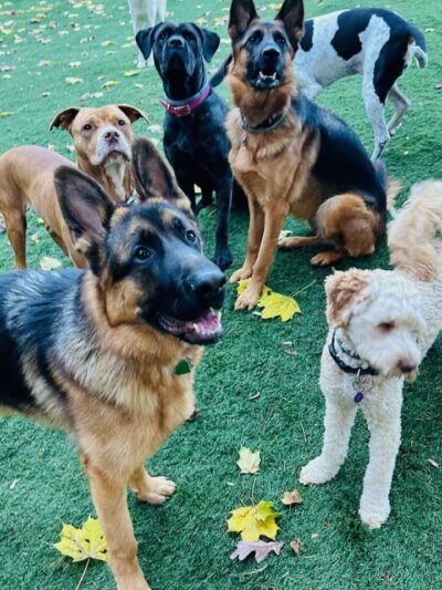 Bark & Run Doggie Camp - Bethel, CT