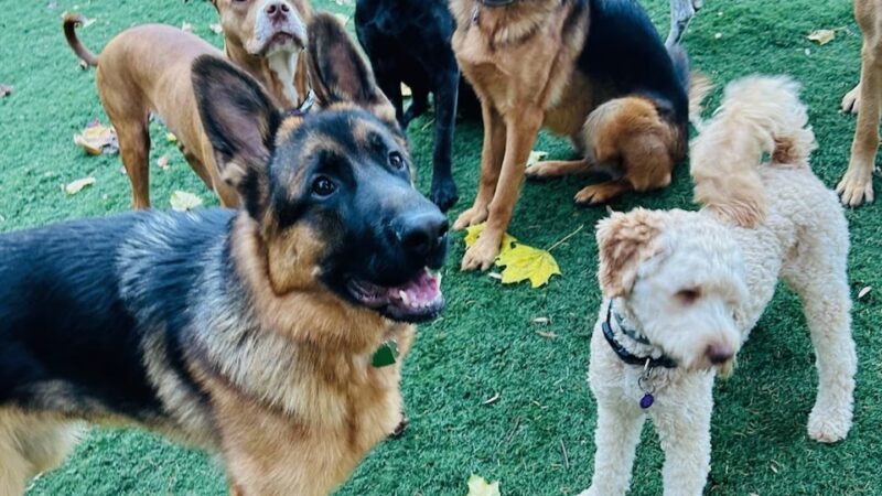 Bark & Run Doggie Camp - Bethel, CT