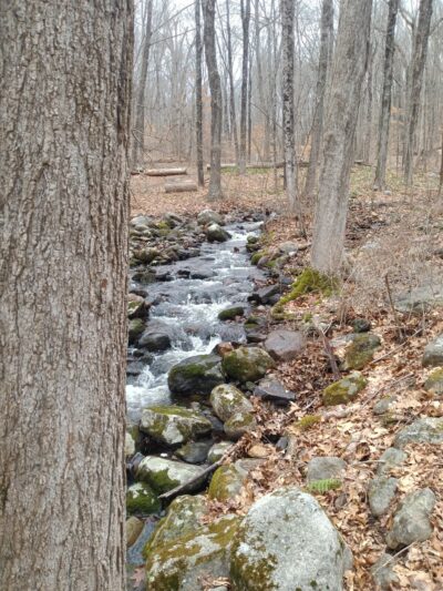 Friends of the Franc Preserve - Bethel, CT