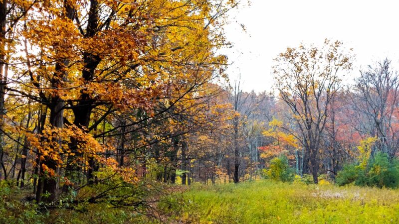 Friends of the Franc Preserve - Bethel, CT