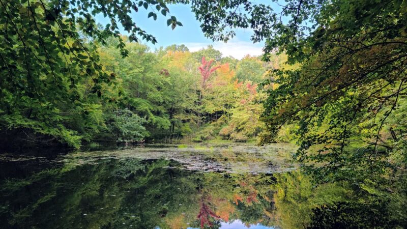 Stephenson Nature Preserve - Bethel, CT