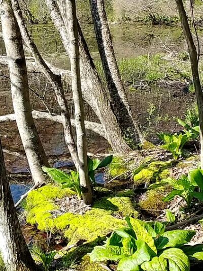 Stephenson Nature Preserve - Bethel, CT