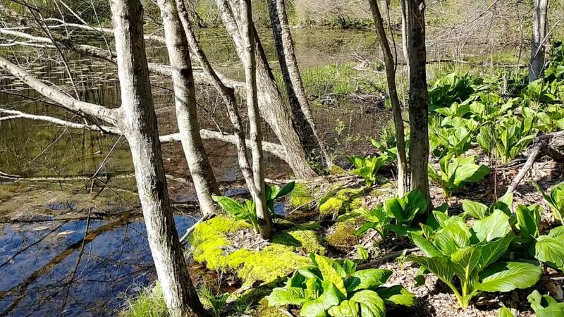 Stephenson Nature Preserve - Bethel, CT