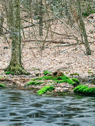 Stephenson Nature Preserve - Bethel, CT