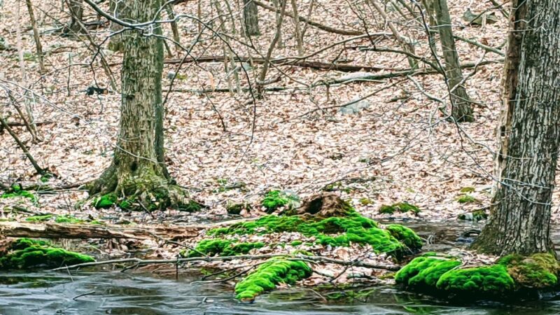 Stephenson Nature Preserve - Bethel, CT