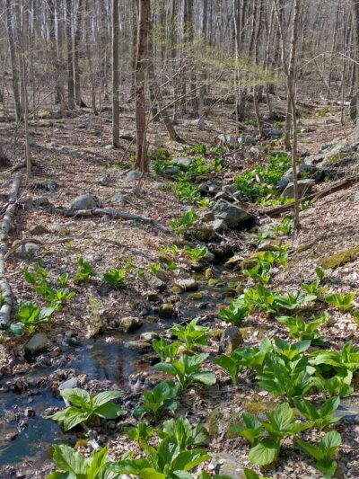 Stephenson Nature Preserve - Bethel, CT