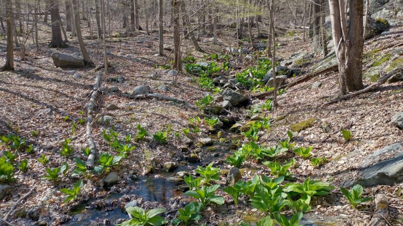 Stephenson Nature Preserve - Bethel, CT