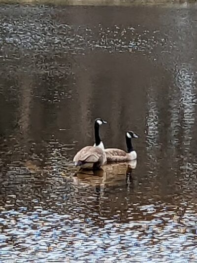 Bretzfelder Pond - Bethlehem, NH