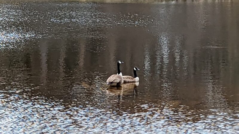 Bretzfelder Pond - Bethlehem, NH