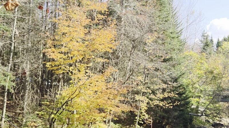 Sugarloaf Trailhead - Bethlehem, NH