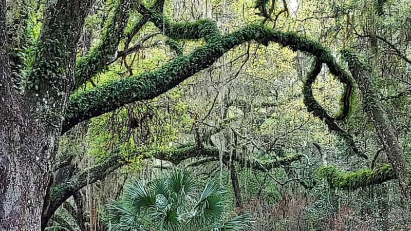 Central Ridge Park - Beverly Hills, FL