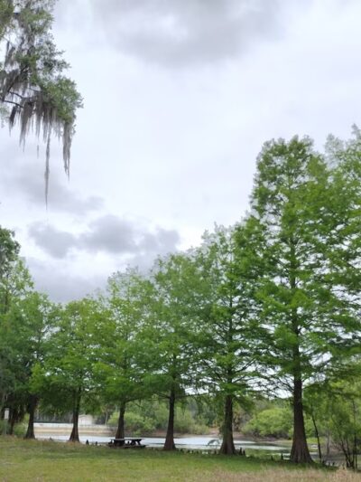 Central Ridge Park - Beverly Hills, FL