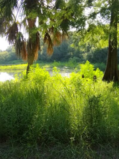 Central Ridge Park - Beverly Hills, FL