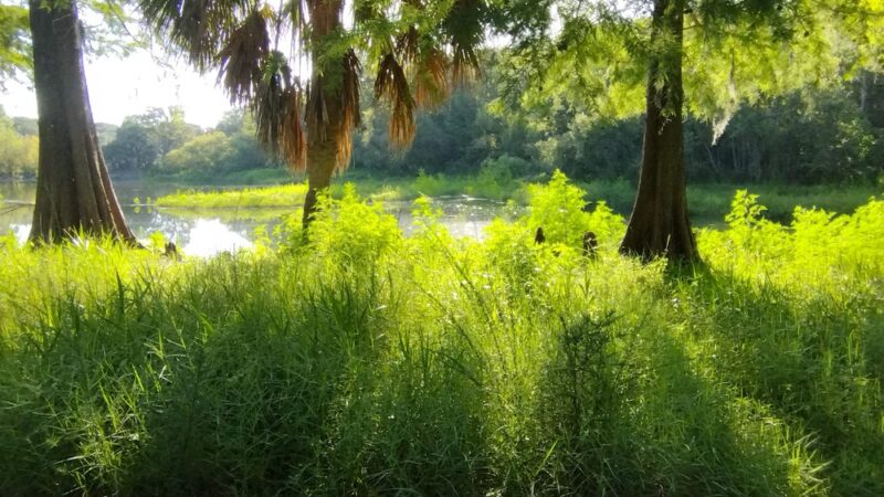 Central Ridge Park - Beverly Hills, FL