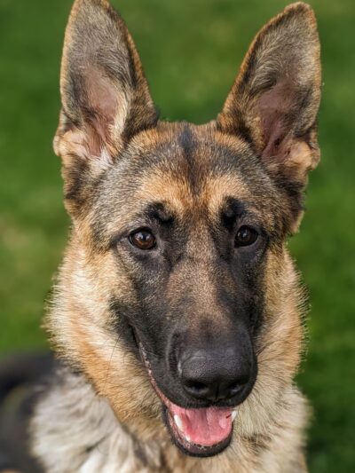German Shepherd Dog Club of Wisconsin - Big Bend, WI