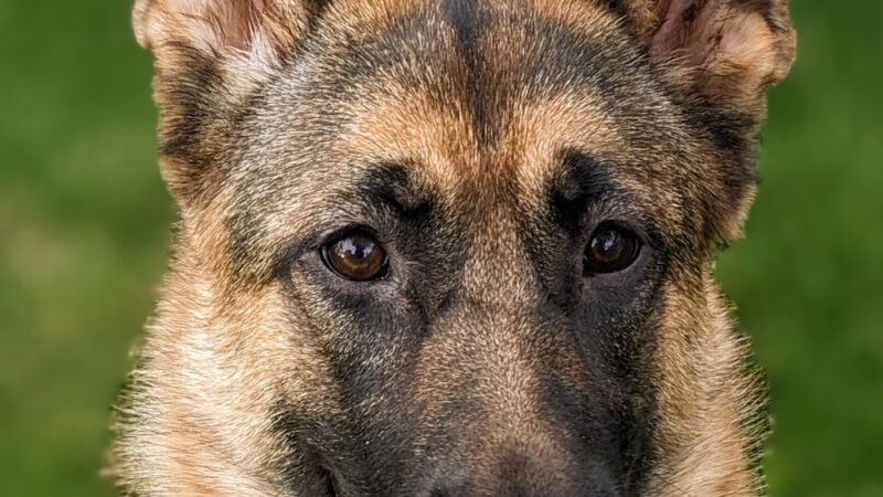 German Shepherd Dog Club of Wisconsin - Big Bend, WI