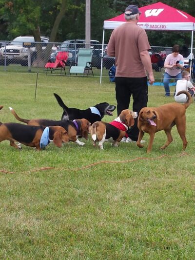 German Shepherd Dog Club of Wisconsin - Big Bend, WI