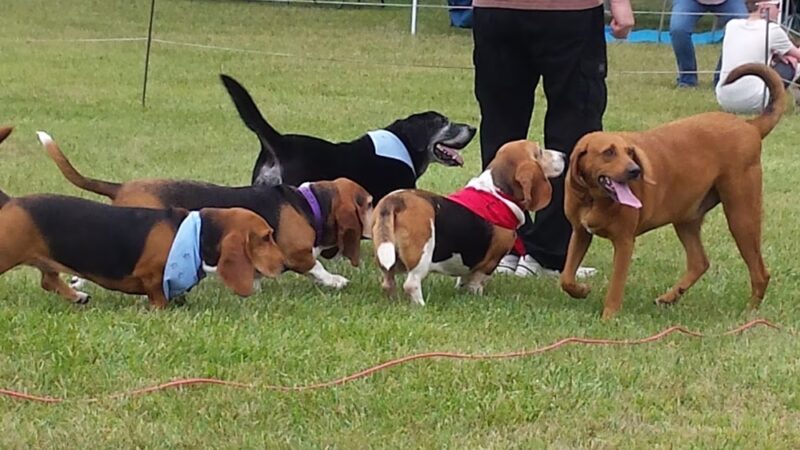 German Shepherd Dog Club of Wisconsin - Big Bend, WI