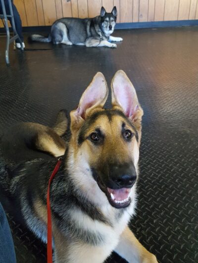 German Shepherd Dog Club of Wisconsin - Big Bend, WI