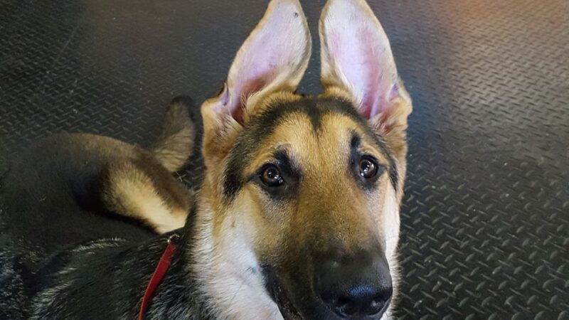 German Shepherd Dog Club of Wisconsin - Big Bend, WI