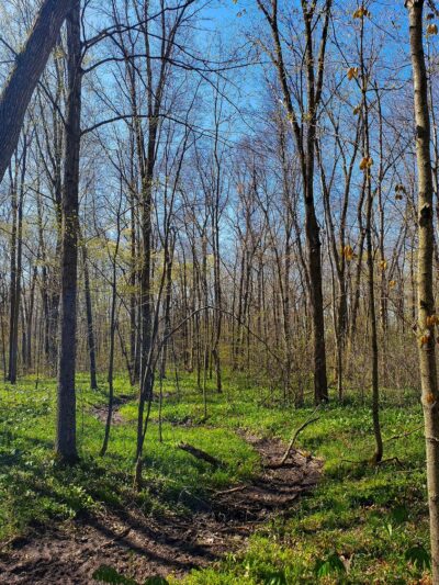 Martin's Woods State Natural Area - Big Bend, WI