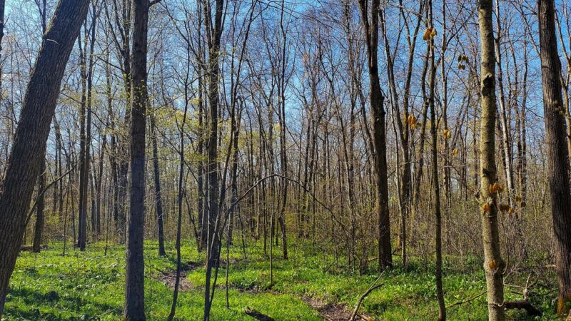 Martin's Woods State Natural Area - Big Bend, WI