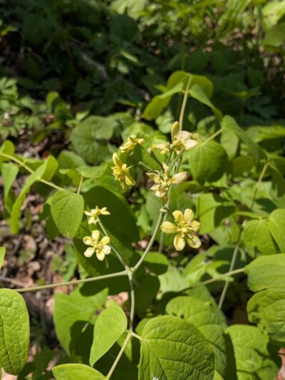 Martin's Woods State Natural Area - Big Bend, WI