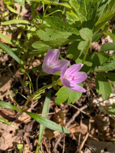 Martin's Woods State Natural Area - Big Bend, WI