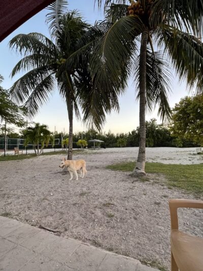 Big Pine Key Dog Park - Big Pine Key, FL
