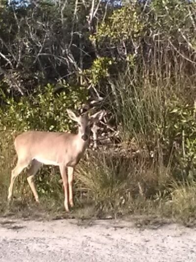 Big Pine Key Dog Park - Big Pine Key, FL