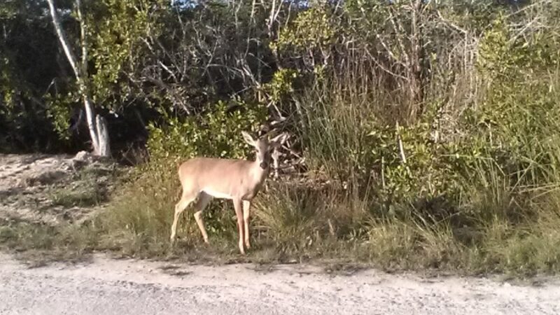 Big Pine Key Dog Park - Big Pine Key, FL