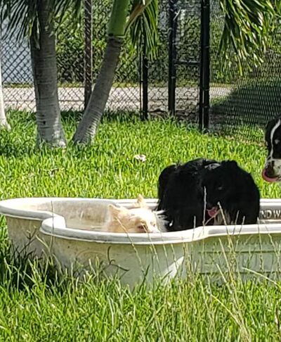 Big Pine Key Dog Park - Big Pine Key, FL