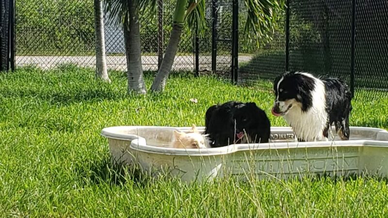 Big Pine Key Dog Park - Big Pine Key, FL