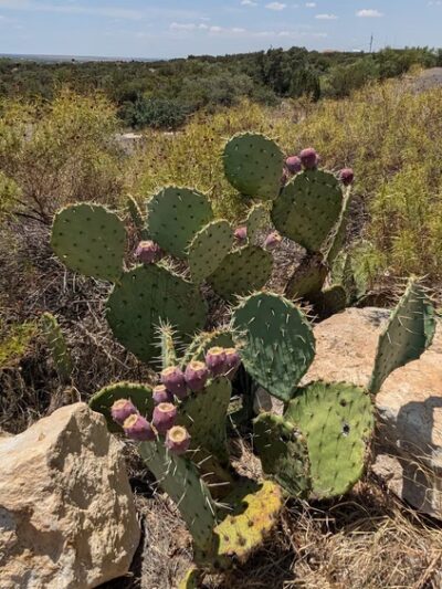 Big Spring State Park - Big Spring, TX
