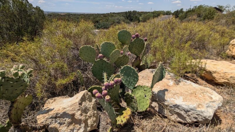 Big Spring State Park - Big Spring, TX