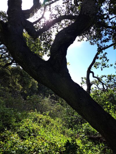 Soda Springs Trailhead - Big Sur, CA