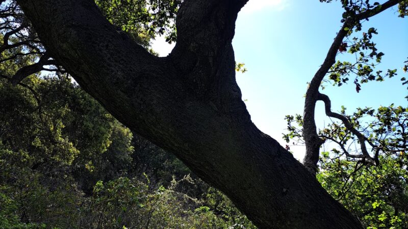 Soda Springs Trailhead - Big Sur, CA