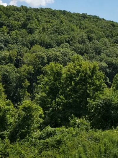 Scenic Overlook - Birch River, WV