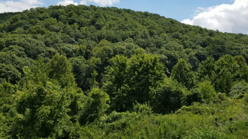 Scenic Overlook - Birch River, WV