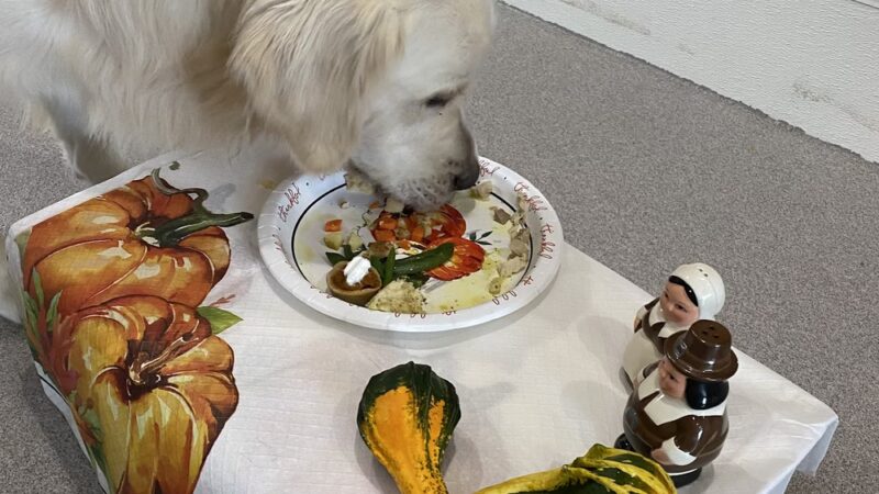 Ridgewood Canine Camp - Birdsboro, PA