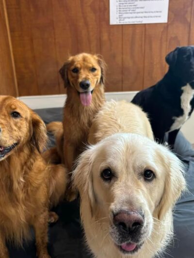 Ridgewood Canine Camp - Birdsboro, PA