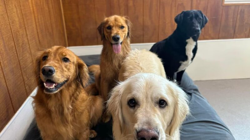 Ridgewood Canine Camp - Birdsboro, PA