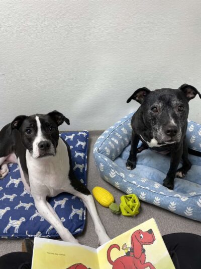 Ridgewood Canine Camp - Birdsboro, PA