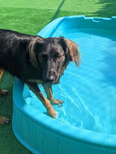 Ridgewood Canine Camp - Birdsboro, PA
