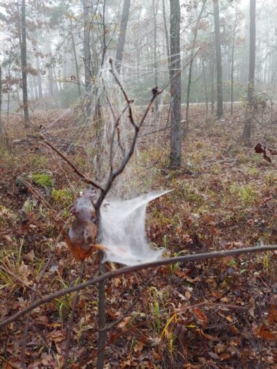 DeGray Lake Resort Island Trail - Bismarck, AR