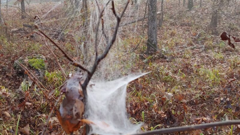 DeGray Lake Resort Island Trail - Bismarck, AR