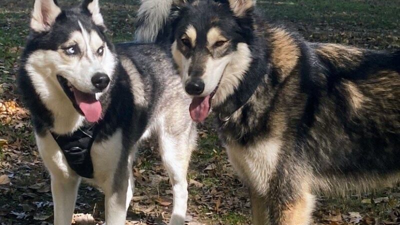 Lincoln Dog Park - Bismarck, ND