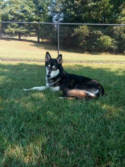 Lincoln Dog Park - Bismarck, ND