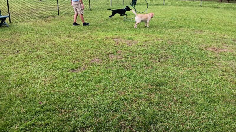 Dog Park - Black Creek, GA