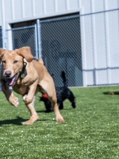 Woofers Pet Resort - Rapid City (Black Hawk) - Black Hawk, SD